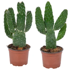 Opuntia 'Rubescens' - Road Kill Cactus 2x - Pot 12 Cm - ↕30 Cm