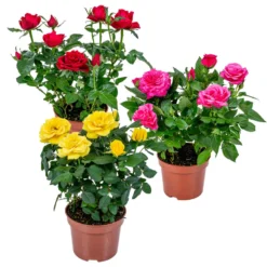 3x Potroos Mix – Rosa – Terras- & Kamerplant – ⌀12cm – ↕20-30cm