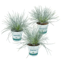 3x Festuca Glauca 'Eisvogel' - Blauw Zwenkgras - ⌀10.5 Cm - ↕15-20 Cm