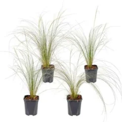 4x Stipa Tenuifolia 'Ponytails' - Vedergras - ⌀13 Cm - ↕20-25 Cm