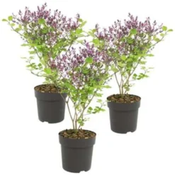 3x Syringa 'Bloomerang Dark Purple' - Sering - ⌀13 Cm - ↕15-20 Cm