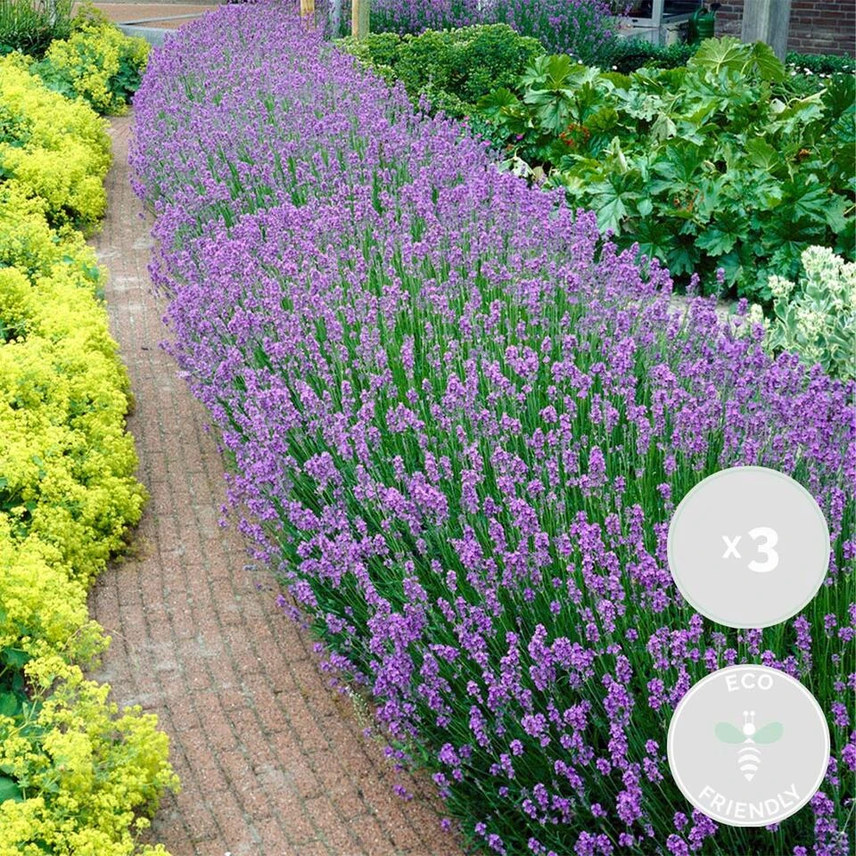 3x 6-pack - Lavandula Angustifolia - Lavendel - β15-20 Cm - Afbeelding 2