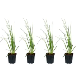 4x Cortaderia Mini Pampas P17H25