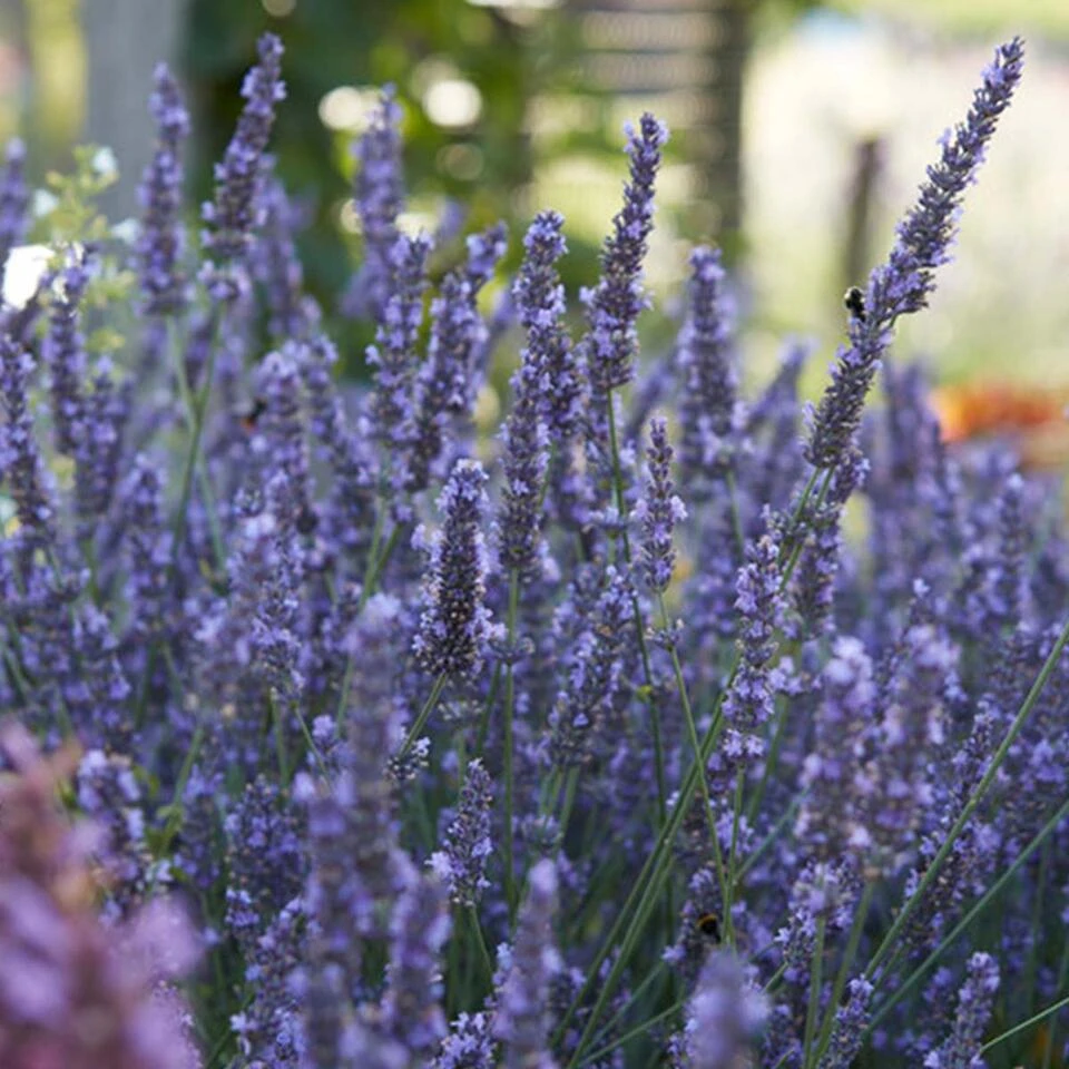 6-pack - Lavandula Angustifolia - Lavendel - β15-20 Cm - Afbeelding 4