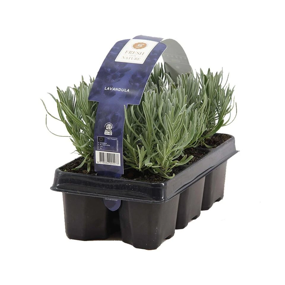 6-pack - Lavandula Angustifolia - Lavendel - β15-20 Cm