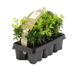 6xBuxus Sempervirens -Haagbuxus -Winterhard-Pot 9 Cm-Hoogte 15-20 Cm