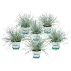6x Festuca Glauca 'Eisvogel' - Blauw Zwenkgras - ⌀10.5 Cm - ↕15-20 Cm