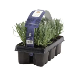 2x 6-pack - Lavandula Angustifolia - Lavendel - ↕15-20 Cm