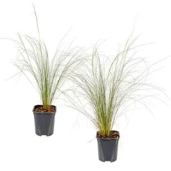 2x Stipa Tenuifolia 'Ponytails' - Vedergras - ⌀13 Cm - ↕20-25 Cm