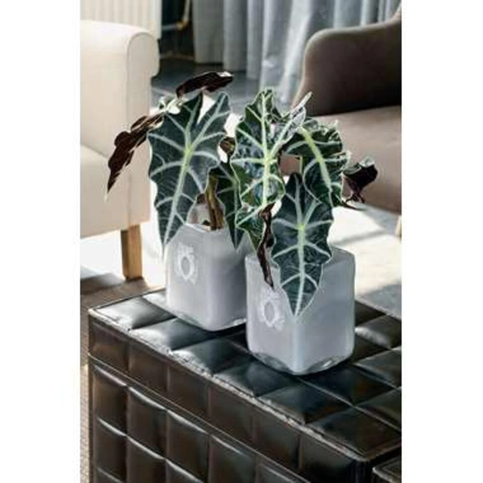 Alocasia Lauterbachiana P19H60 - Afbeelding 2