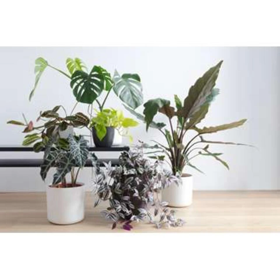 Alocasia Lauterbachiana P19H60 - Afbeelding 3