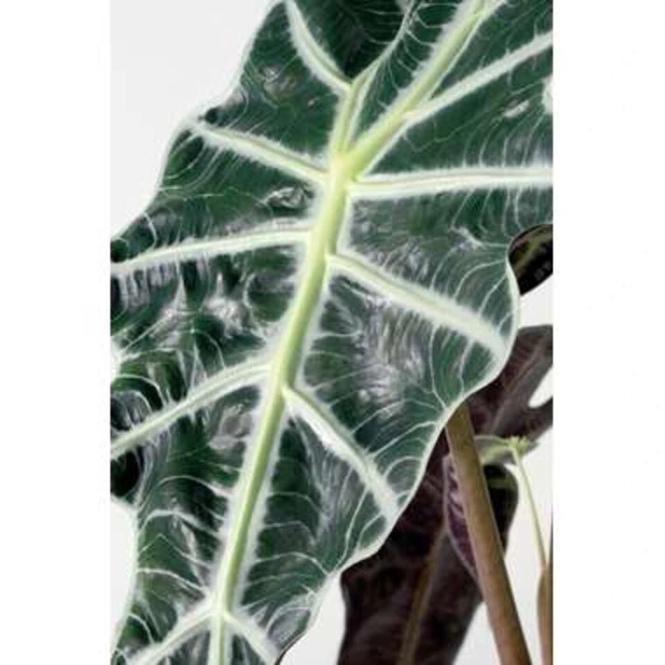 Alocasia Lauterbachiana P19H60 - Afbeelding 4
