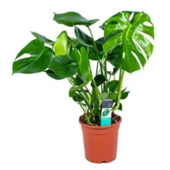Monstera Deliciosa - Gatenplant - ⌀21 Cm - ↕70-80 Cm