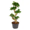 Ficus Microcarpa 'Ginseng' S-vorm – Bonsai – ⌀22 Cm - ↕60-70 Cm