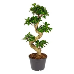 Ficus Microcarpa 'Ginseng' S-vorm – Bonsai – ⌀22 Cm - ↕60-70 Cm