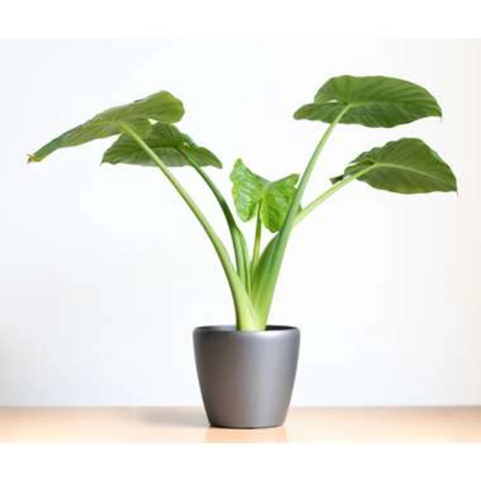 Alocasia Cucullata P19H55 - Afbeelding 2