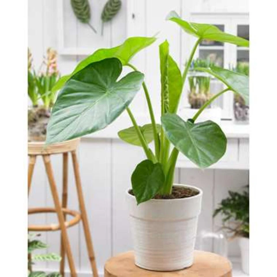Alocasia Cucullata P19H55 - Afbeelding 3