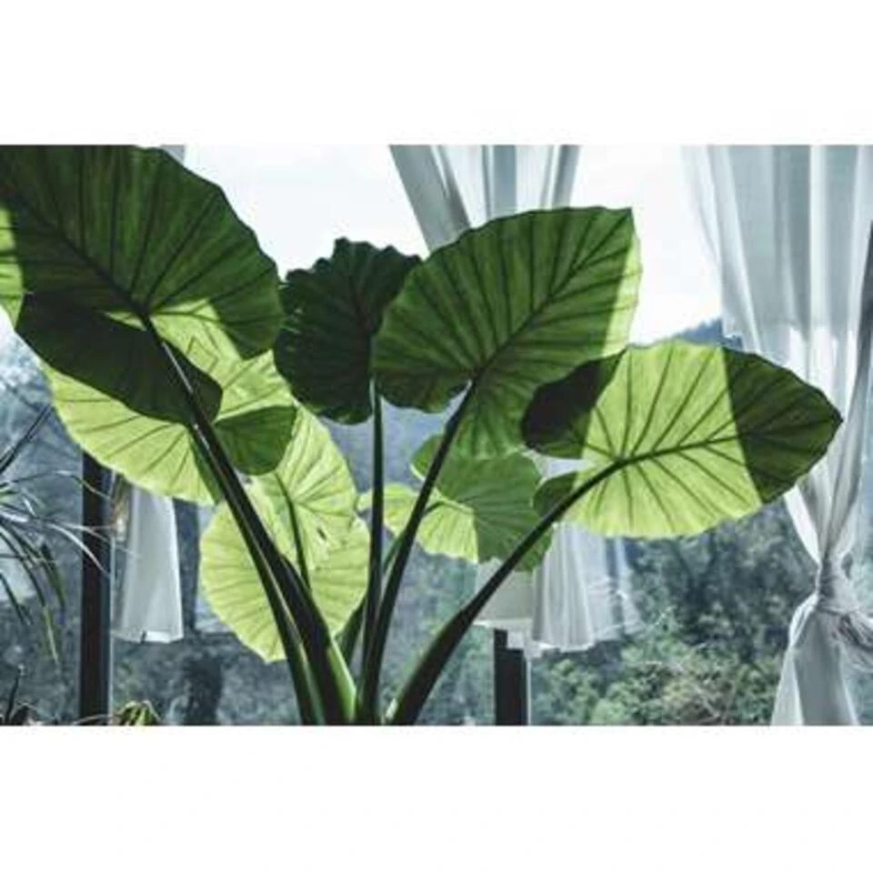 Alocasia Cucullata P19H55 - Afbeelding 4