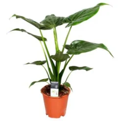Alocasia Cucullata P19H55