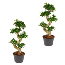 2x Ficus Microcarpa 'Ginseng' S-vorm – Bonsai – ⌀22 Cm - ↕60-70 Cm