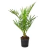 Phoenix Canariensis - Canarische Dadelpalm - ⌀15 Cm - ↕50-60 Cm
