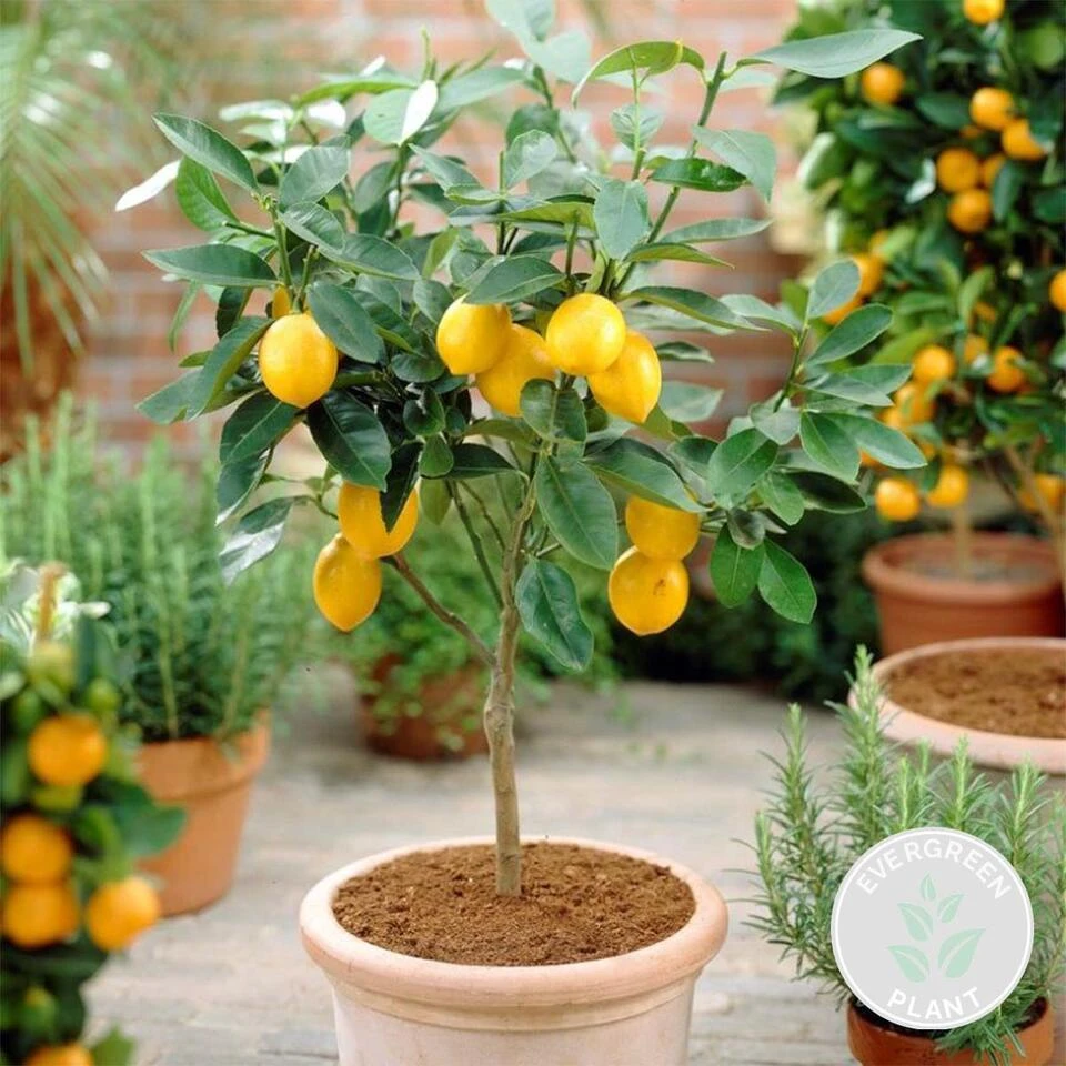 Citrus Limon - Citroenboom - β19 Cm - β60-70 Cm - Afbeelding 2
