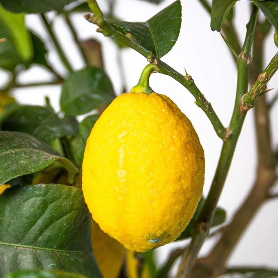 Citrus Limon - Citroenboom - β19 Cm - β60-70 Cm - Afbeelding 4