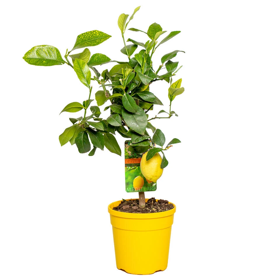 Citrus Limon - Citroenboom - β19 Cm - β60-70 Cm