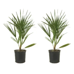 2x Chamaerops Humilis - Europese Dwergpalm - ⌀15 Cm - ↕40-50 Cm