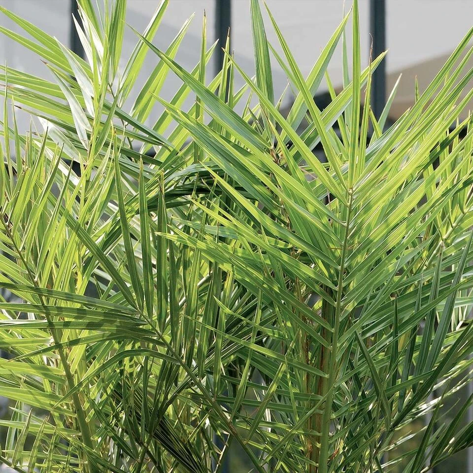 2x Phoenix Canariensis - Canarische Dadelpalm - β15 Cm - β50-60 Cm - Afbeelding 4