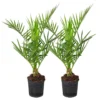 2x Phoenix Canariensis - Canarische Dadelpalm - ⌀15 Cm - ↕50-60 Cm