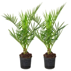 2x Phoenix Canariensis - Canarische Dadelpalm - ⌀15 Cm - ↕50-60 Cm