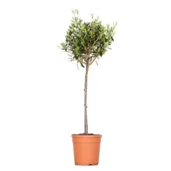 Olea Europaea - Olijfboom Op Stam - ⌀21 Cm - ↕95-110 Cm