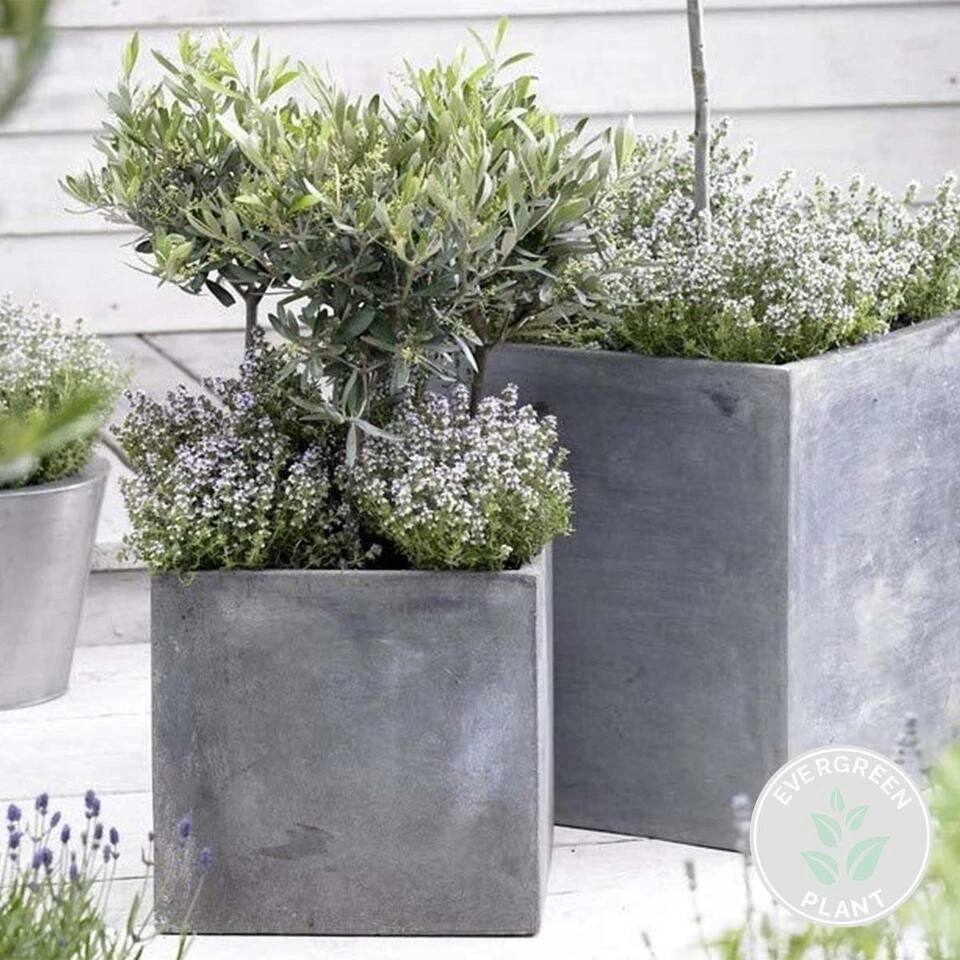 Olea Europaea - Olijfboom - β14 Cm - β20-30 Cm - Afbeelding 2