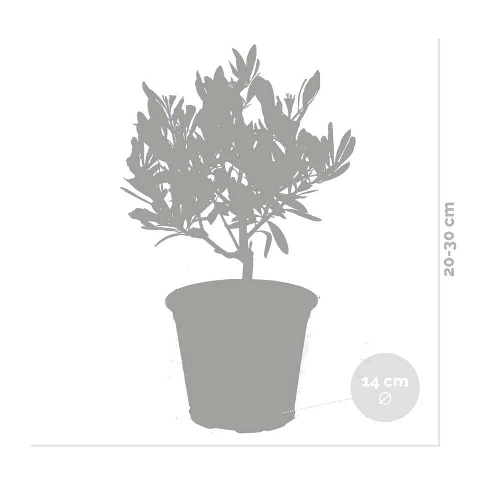 Olea Europaea - Olijfboom - β14 Cm - β20-30 Cm - Afbeelding 3