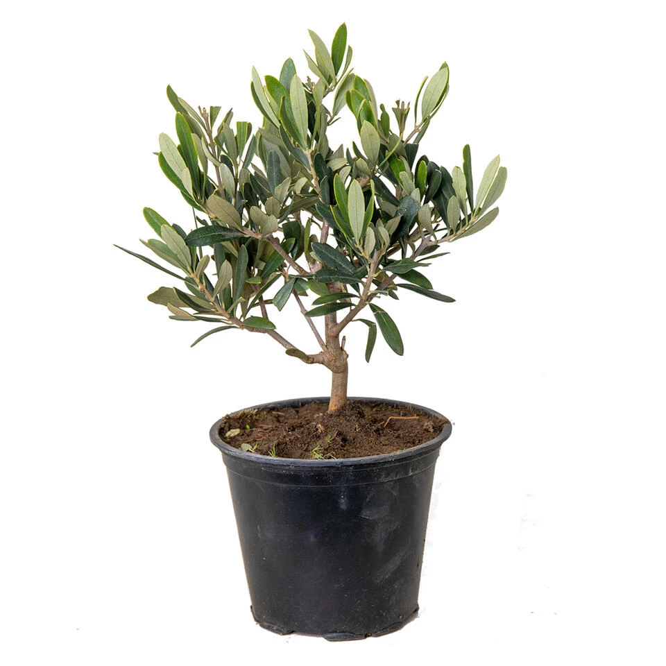 Olea Europaea - Olijfboom - β14 Cm - β20-30 Cm