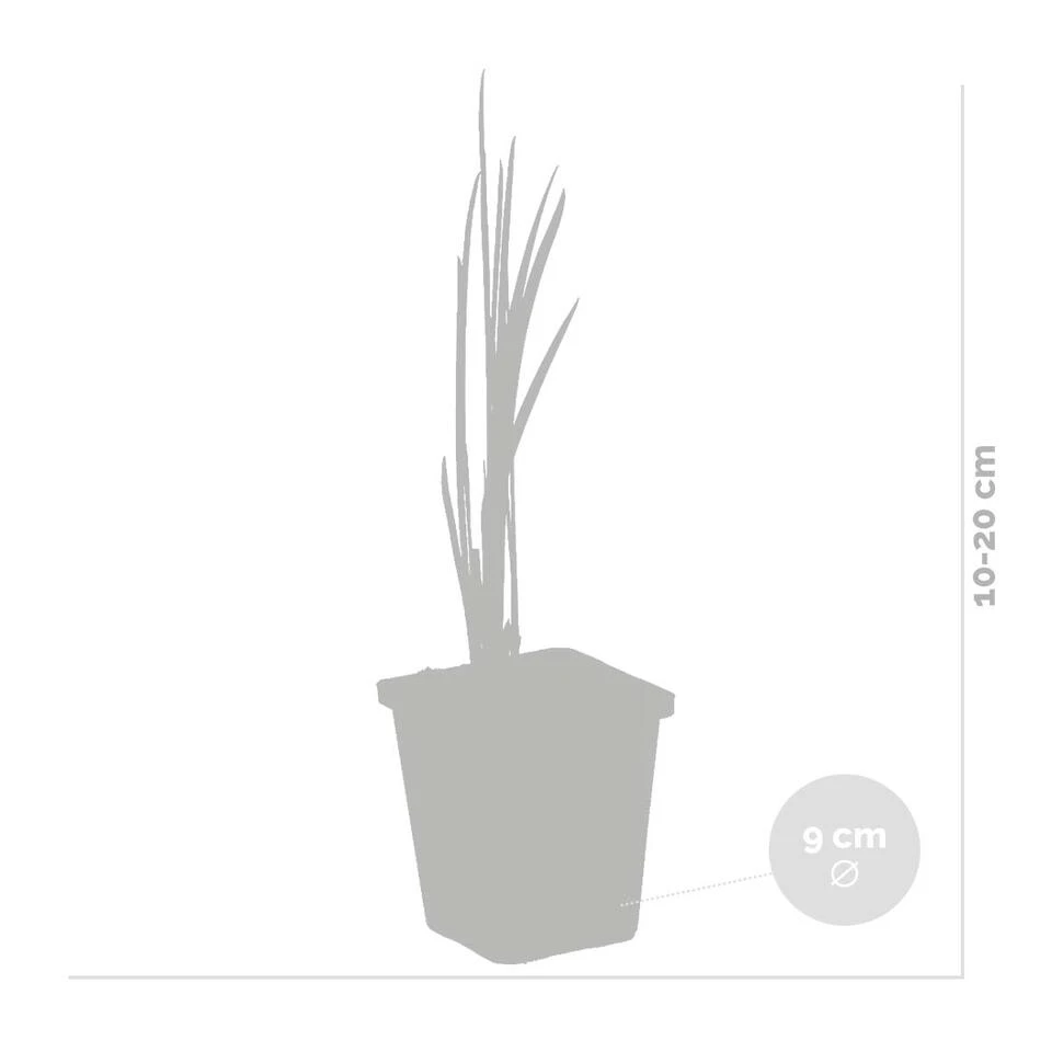 Acorus Calamus β Kalmoes β β09cm - β10-20 Cm - Afbeelding 3