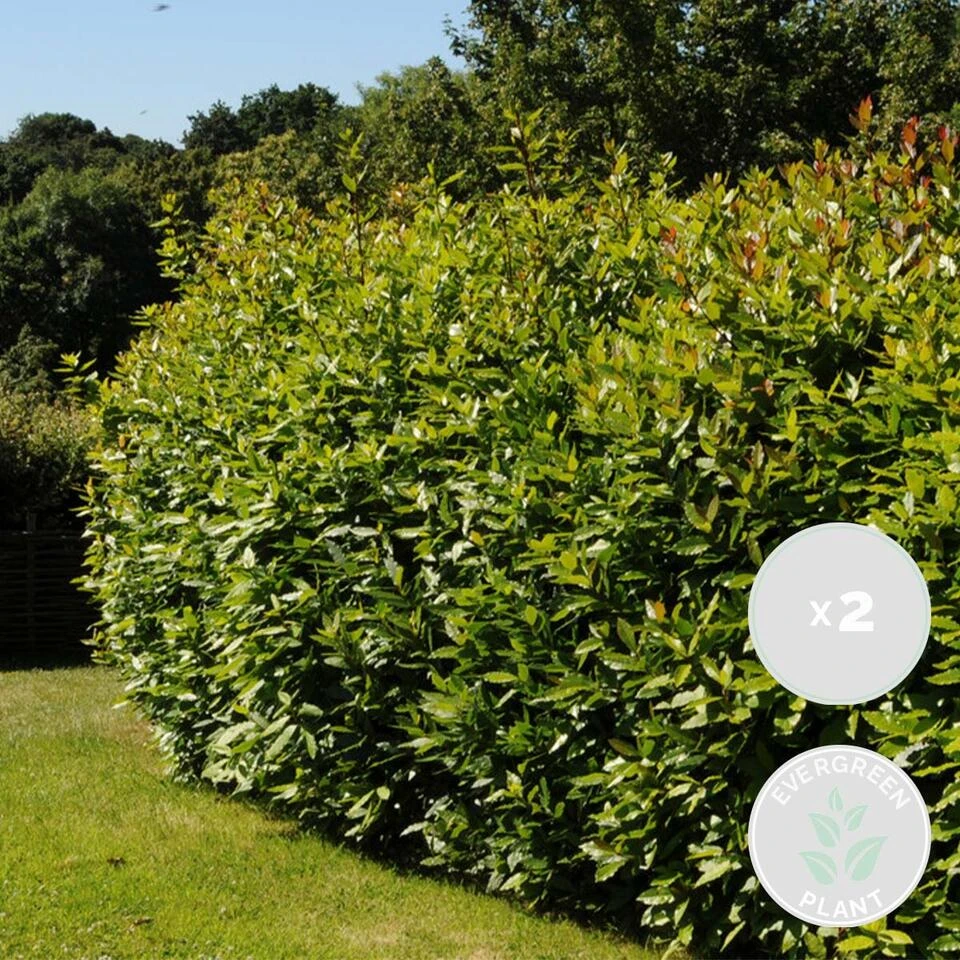 2x Laurus Nobilis - Keukenlaurier - β15 Cm - β30-45 Cm - Afbeelding 2
