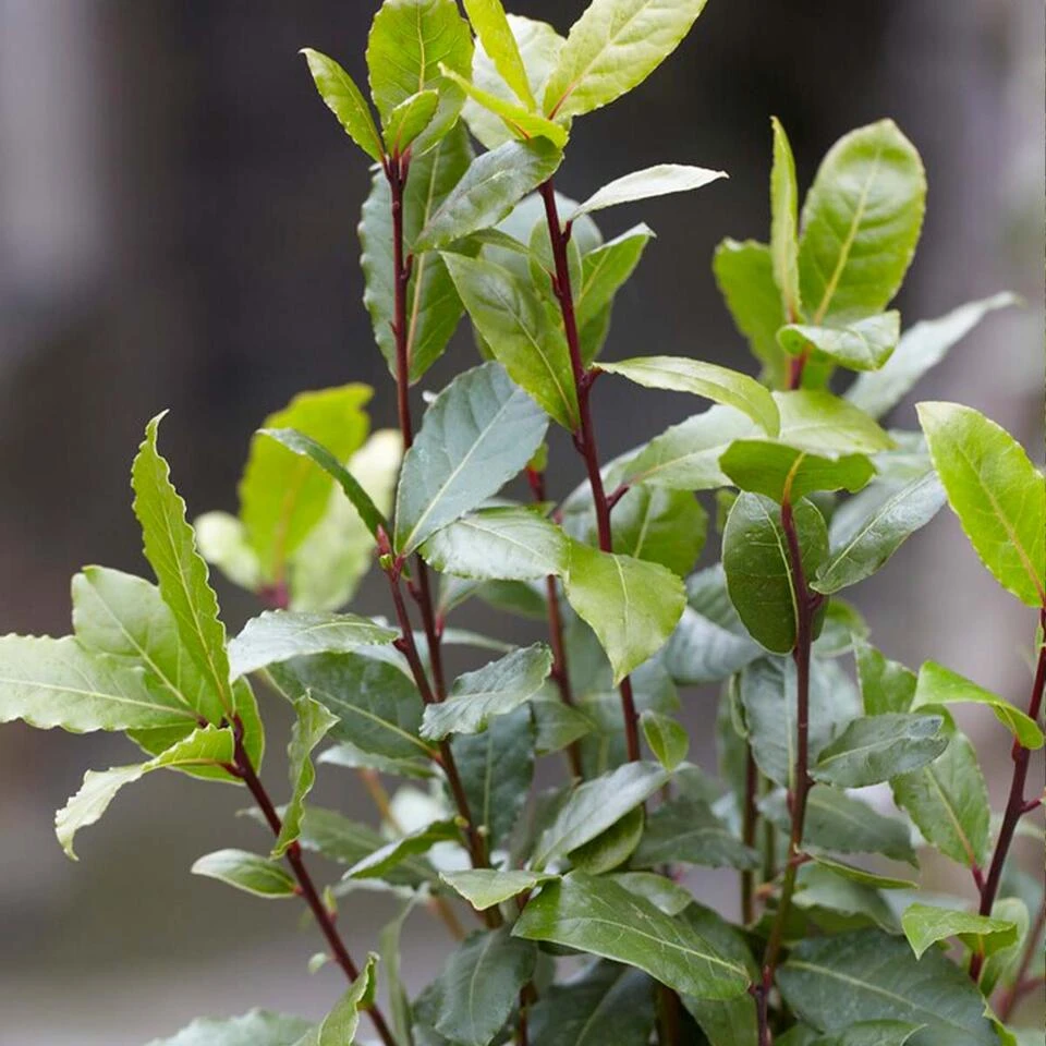 2x Laurus Nobilis - Keukenlaurier - β15 Cm - β30-45 Cm - Afbeelding 4