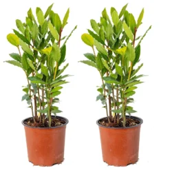 2x Laurus Nobilis - Keukenlaurier - ⌀15 Cm - ↕30-45 Cm