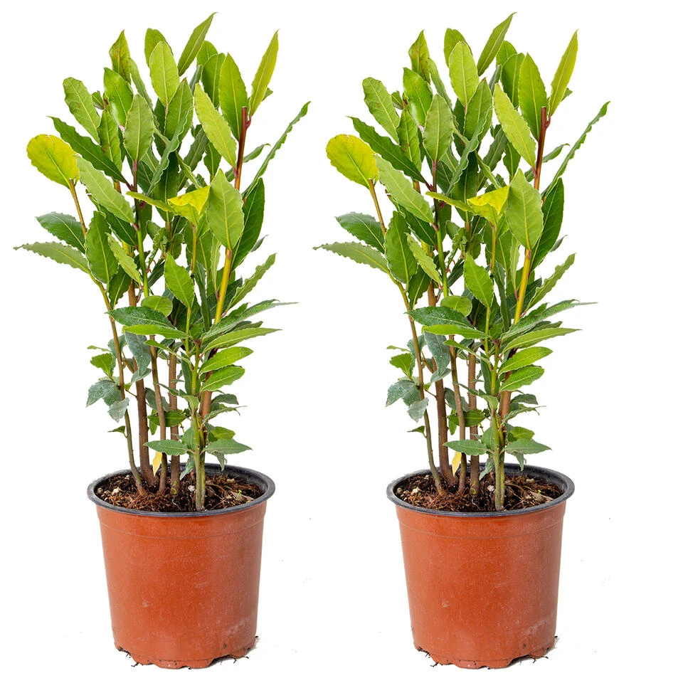 2x Laurus Nobilis - Keukenlaurier - β15 Cm - β30-45 Cm