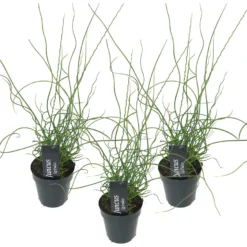 3x Juncus Spiralis – Kurkentrekkersgras – ⌀09cm - ↕30-40 Cm