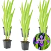 6x Iris 'Versicolor' – Wilde Iris – ⌀9 Cm - ↕20-30 Cm