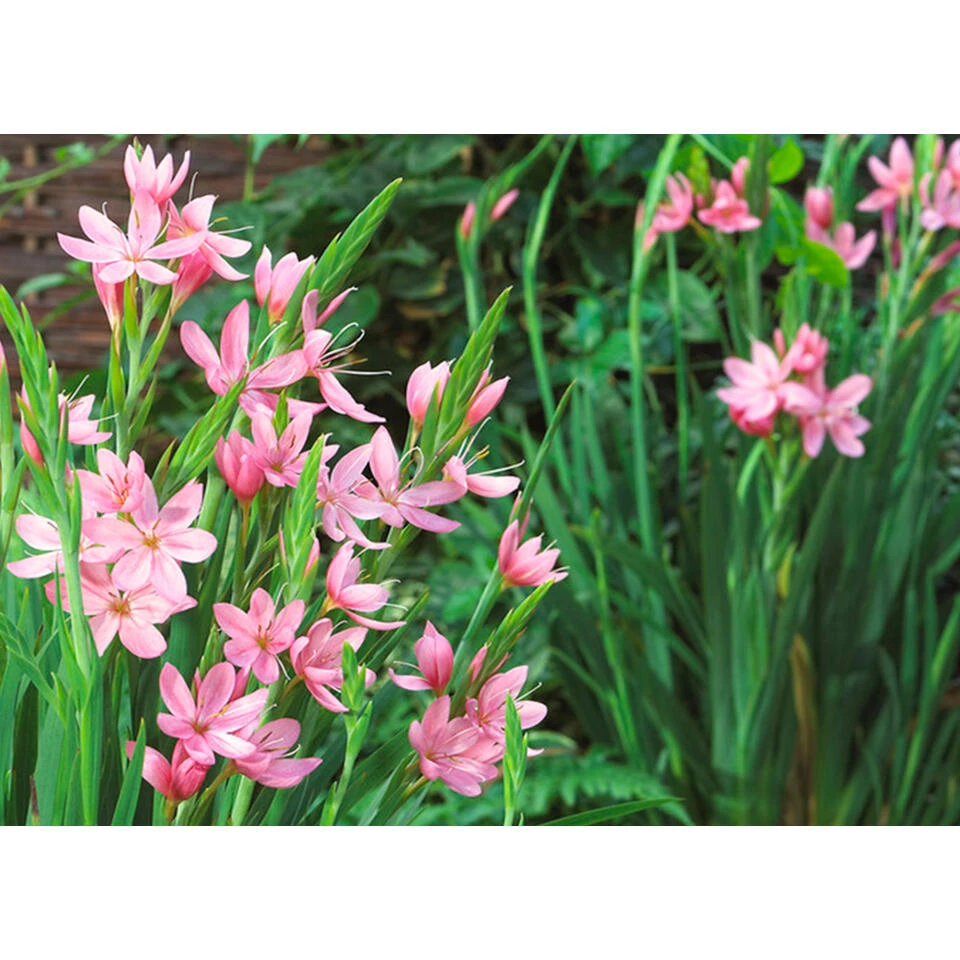 6x Rode Kafferlelie - Schizostylis 'Coccinea' - Vijverplant β9 Cm - Afbeelding 2