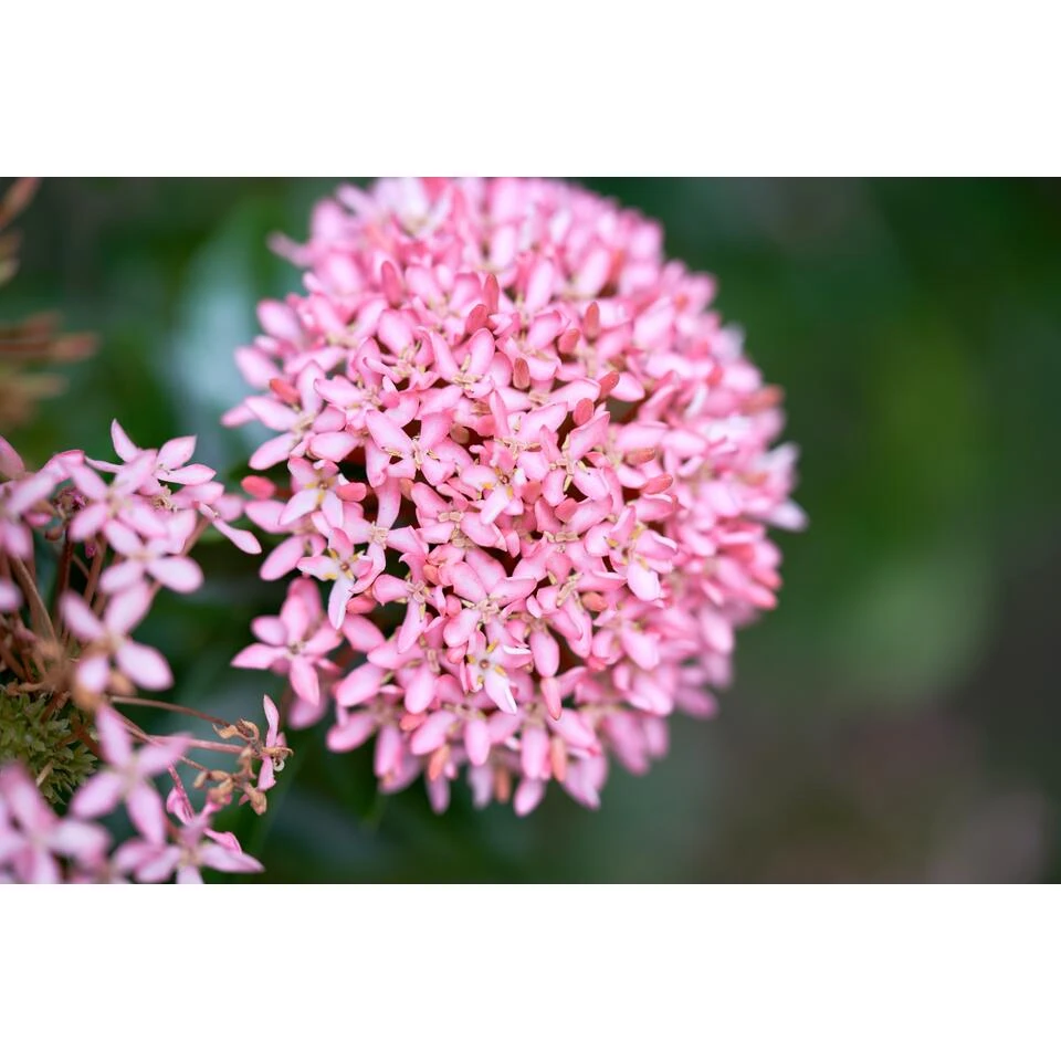 6x Rode Kafferlelie - Schizostylis 'Coccinea' - Vijverplant β9 Cm - Afbeelding 3