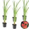 6x Rode Kafferlelie - Schizostylis 'Coccinea' - Vijverplant ⌀9 Cm