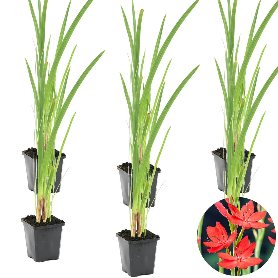 6x Rode Kafferlelie - Schizostylis 'Coccinea' - Vijverplant β9 Cm