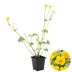 Caltha Palustris – Dotterbloem – ⌀09cm - ↕15-25 Cm