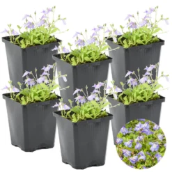 6x Mazus Reptans – Blauwe Mazus – ⌀09cm - ↕15-25 Cm