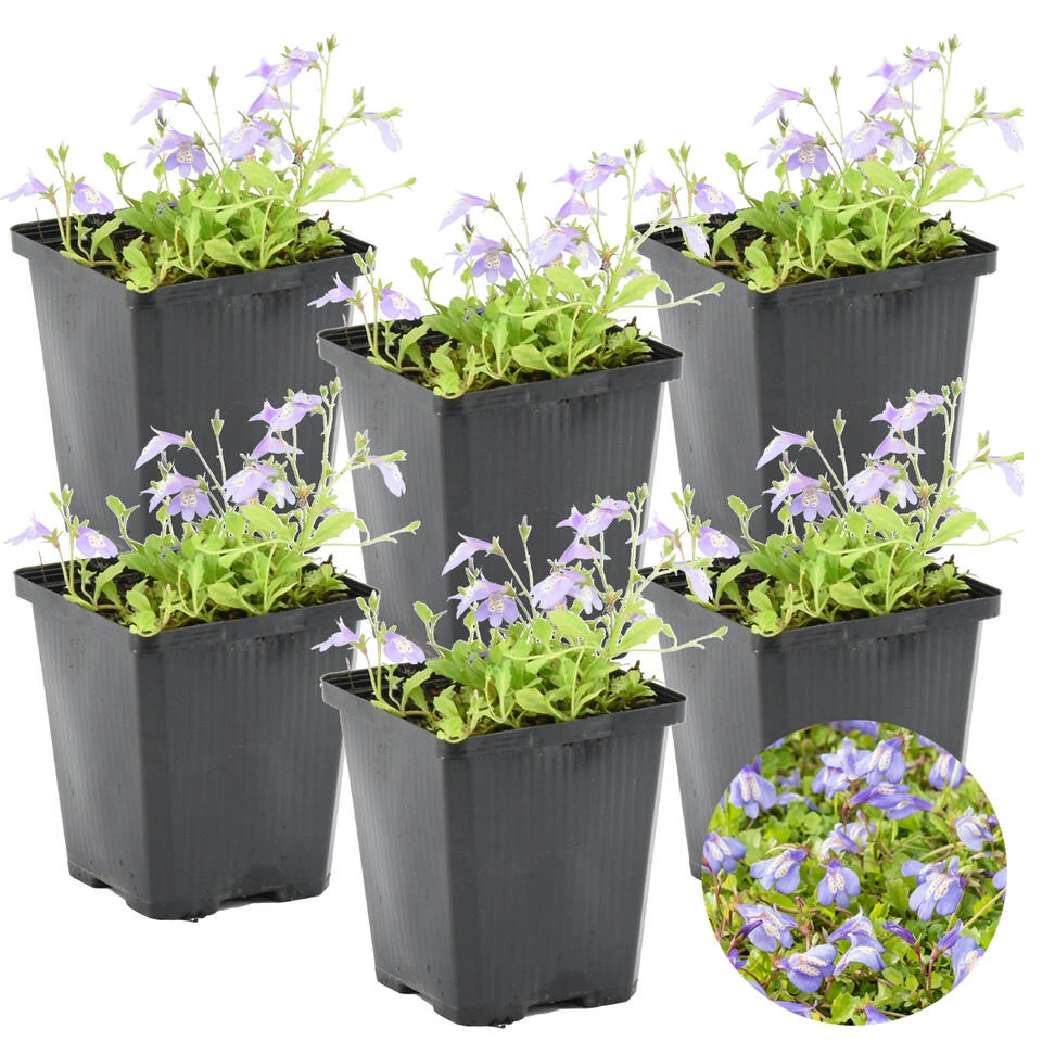 6x Mazus Reptans β Blauwe Mazus β β09cm - β15-25 Cm